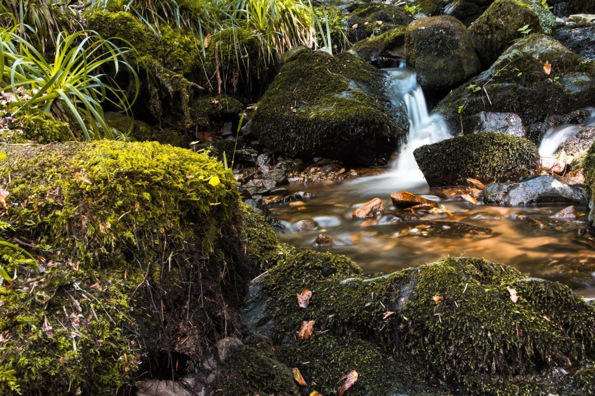 Ferienwohnung Am Kapellenberg - Am Rande Des Nationalparks Schwarzwald Бад-Петерсталь-Ґрісбах Екстер'єр фото