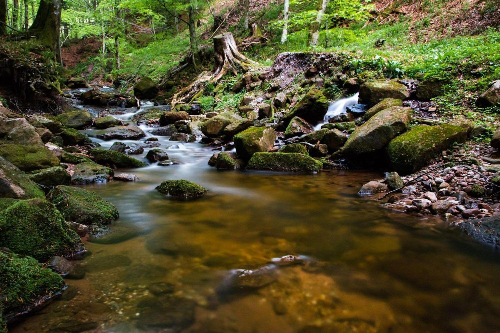 Ferienwohnung Am Kapellenberg - Am Rande Des Nationalparks Schwarzwald Бад-Петерсталь-Ґрісбах Екстер'єр фото